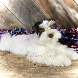 Miniature Schnauzer Puppies from Silver Sage Schnauzers