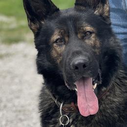 German Shepherds from MK Haus DDR German Shepherds