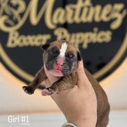 Girl1 - Fawn female Boxer puppy in Orlando, Florida from Martinez AKC Boxers of Central Florida