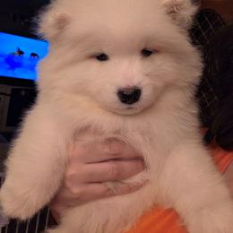 Green - White male Samoyed puppy in San Antonio, Texas from Hill Country Samoyeds