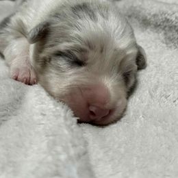 Feta - Blue merle female Australian Shepherd puppy in St. George, Utah from Rock Canyon Australian Shepherds
