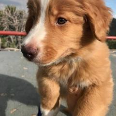 Nova Scotia Duck Tolling Retriever Puppies from Redmoon
