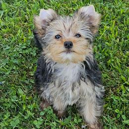 Trixie - Black and tan female Yorkshire Terrier puppy in Jamestown, Tennessee from Royal  Furbabies