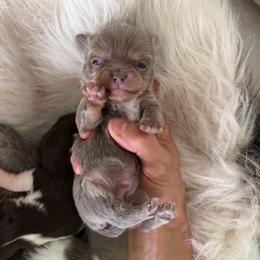 Simba - Silver male Chihuahua puppy in Miami, Florida from Natalias Tiny Puppies