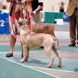 Maple - Cane Corso