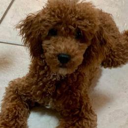 Goldendoodles and Poodles from Doodles & Poodles by Tiki