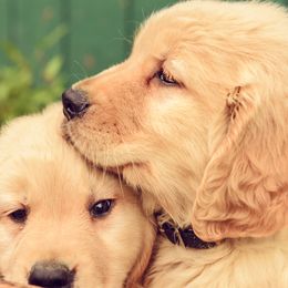 Golden Retriever Puppies from Rainbow Ridge Farm