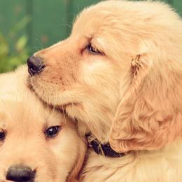 Golden Retriever Puppies from Rainbow Ridge Farm