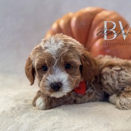 Olli - Red  male Goldendoodle puppy in Amarillo, Texas from Blackwater Doodles