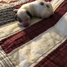 Boy 2 - Dachshund puppy in Georgia from Dirt Road Dachshunds of South Georgia
