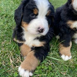 Appalachian - Tri-color male Bernese Mountain Dog puppy in Rural Retreat, Virginia from Bernese Bunker