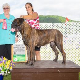Yaya - Bullmastiff