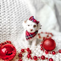 Jewel - Parti female Goldendoodle puppy in Springville, Utah from Happy Doodle