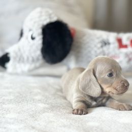 Dachshund Puppies from Silver Dach Farms
