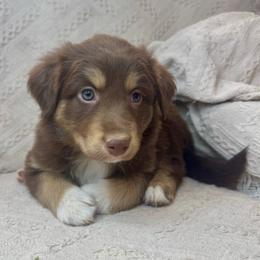 Muffin - Red tri-color female Australian Shepherd puppy in Arizona from BRR Aussies