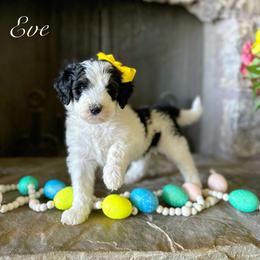 Bernedoodle Puppies from Hudson Shore Bernedoodles