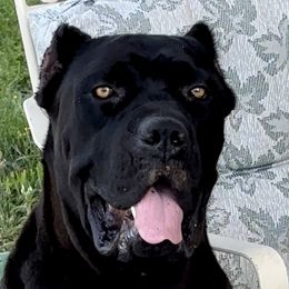Ivy - Cane Corso