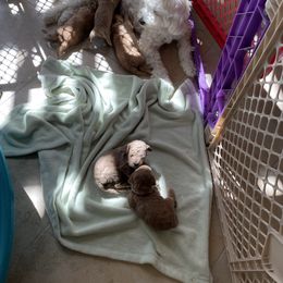 Goldendoodle Puppies from Angel’s Goldendoodle Pups
