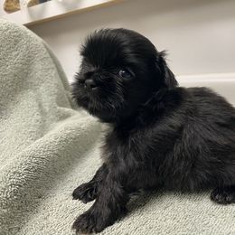 Boy 1 - Black male Shih Tzu puppy in Maxwell, California from Suzie Q Shitzu’s