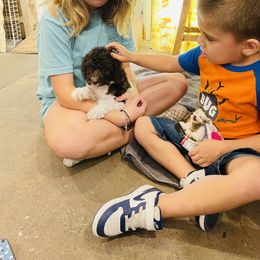 Goldendoodle Puppies from Labradoodleday