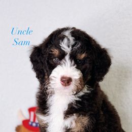 Uncle Sam - Brown male Bernedoodle puppy in Williamson, New York from Lakeside Doodles
