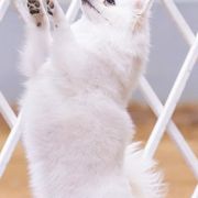American Eskimo Dogs from La Veta Eskies