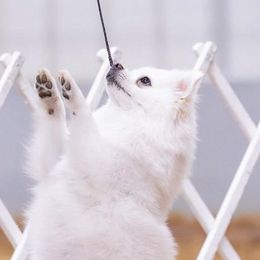 American Eskimo Dogs from La Veta Eskies