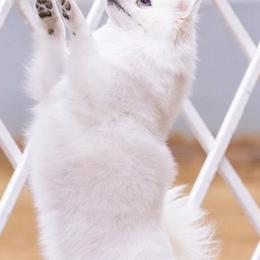 American Eskimo Dogs from La Veta Eskies