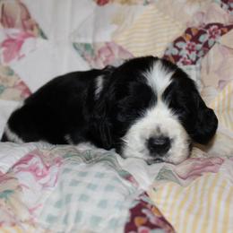 Teak - Black and white male English Springer Spaniel puppy in Lexington, South Carolina from House Tiner Springers
