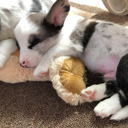 Cardigan Welsh Corgi Puppies from Heart & Soul Corgis