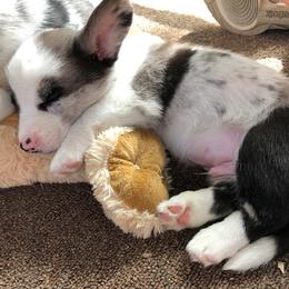 Cardigan Welsh Corgi Puppies from Heart & Soul Corgis