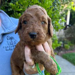 Lime green - Red  male Goldendoodle puppy in Indian Trail, North Carolina from Castleberry Doodles and Poodles
