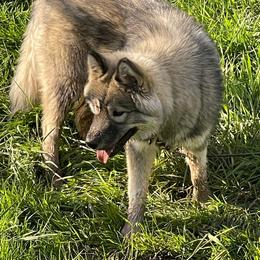 Lyric - Agouti and white male Siberian Husky puppy in West Liberty, Ohio from Skyfallsiberians