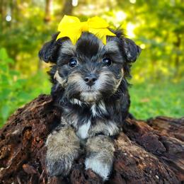 Companion Cross, Havanese, Mal-Shi, Maltese, Maltipoo, Morkie, and Shih Tzu Puppies from Seeking Shalom Acres Maltese, Maltipoos & Havamalts