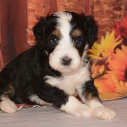 Poe - Tri-color male Bernedoodle puppy in Moulton, Iowa from Shondel Puppy Paws