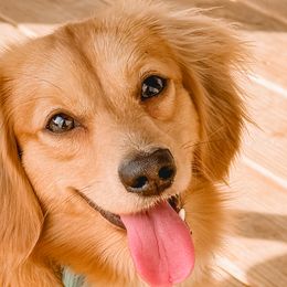 Dachshunds from B’s Dachshunds