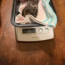 GC Girl 1 - Dapple female Dachshund puppy in Irving, Texas from DFW Dachshunds by G & S
