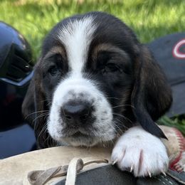 Earl baby orange - Black brown and white male Basset Hound puppy in Meyersdale, Pennsylvania from Susan's Basset Hounds