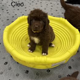 Cleo - Brown female Newfoundland puppy in Goodhue, Minnesota from Claypits Newfoundlands