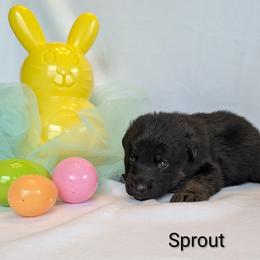 Sprout - Sable male German Shepherd puppy in Waterloo, New York from Von Nikolaos German Shepherds