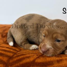 Stuart - Dapple male Dachshund puppy in Havana, Florida from Dotted Doxies