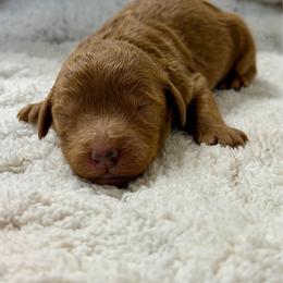 Lily - Red  female Goldendoodle puppy in Willacoochee, Georgia from Kitandkboodle's Doodles