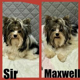 Sir MaxWell import Poland - Yorkshire Terrier