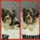 Sir MaxWell import Poland