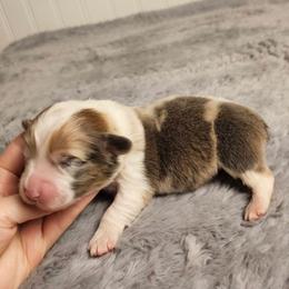 Dilute Sable Merle Girl - Sable merle and white female American Corgi puppy in Winston, Oregon from There and Back Again Corgis