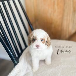 Shamrock - Parti male Maltipoo puppy in Huntsville, Texas from Nelson Creek Farms