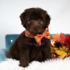 Sand Spirit - White and red male Bordoodle puppy in Conway, Missouri from 2J 2K Bordoodles