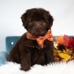 Sand Spirit - White and red male Bordoodle puppy in Conway, Missouri from 2J 2K Bordoodles