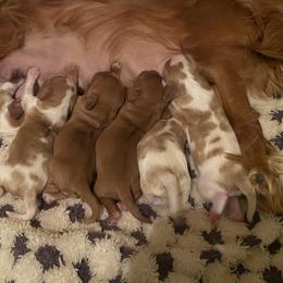 Cavalier King Charles Spaniel Puppies from Heart of a Cavalier