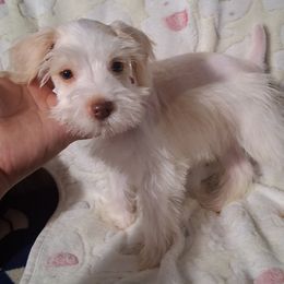 Alice - Wheaten female Miniature Schnauzer puppy in Bloomington, California from Michael's Minis